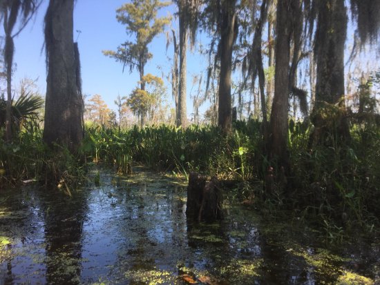 new orleans swamp tour reviews tripadvisor